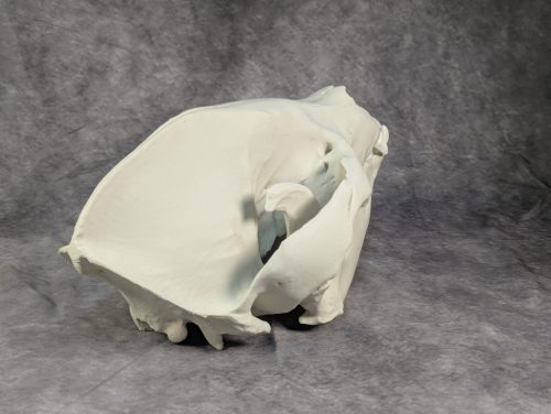 Óriáspanda koponya