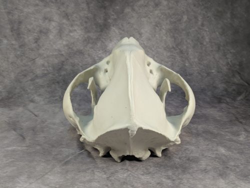 Óriáspanda koponya