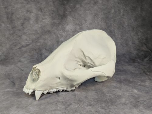 Óriáspanda koponya