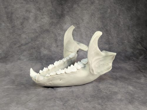 Óriáspanda koponya